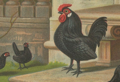 The Elegant Black Bantams - A Rare 19th Century Poultry Lithograph, close-up 3