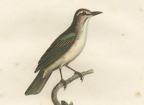 The Black-Whiskered Vireo, An 1807 Large Hand-Colored Ornithological Print, close-up 3