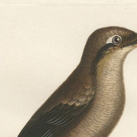 An 1807 Large Hand-Finished Ornithological Study of a Northern Shrike, close-up 5