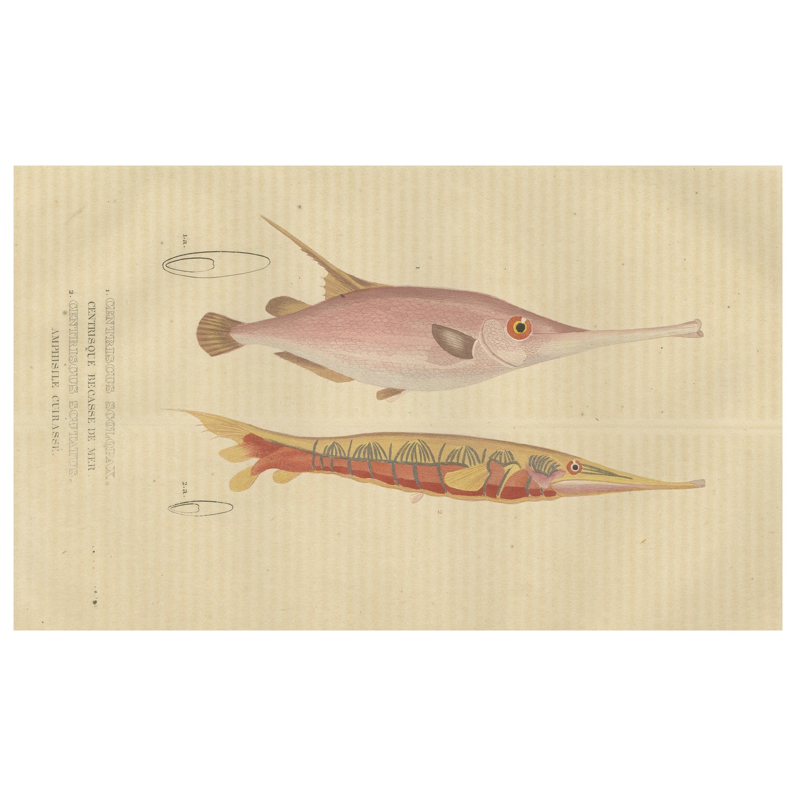 Underwater Elegance: Razorfish and Shrimpfish - A Marine Engraving Study, 1845