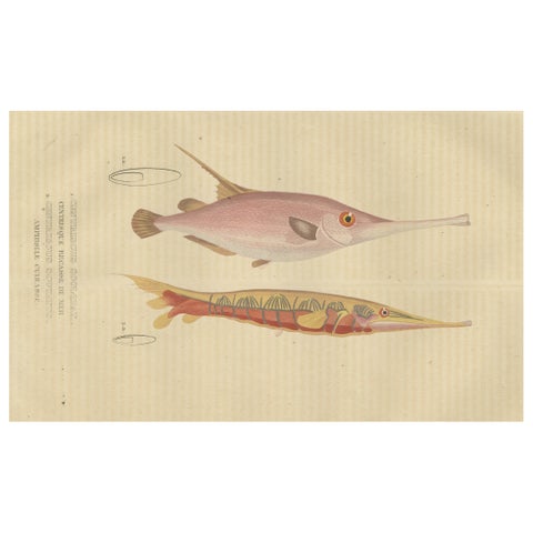 Underwater Elegance: Razorfish and Shrimpfish - A Marine Engraving Study, 1845