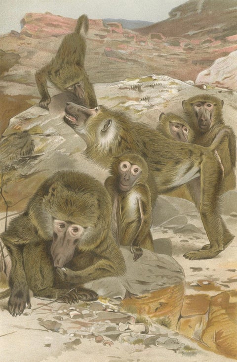 Baboons, Antique Primate Print, British Natural History Illustration 1894, close-up 5