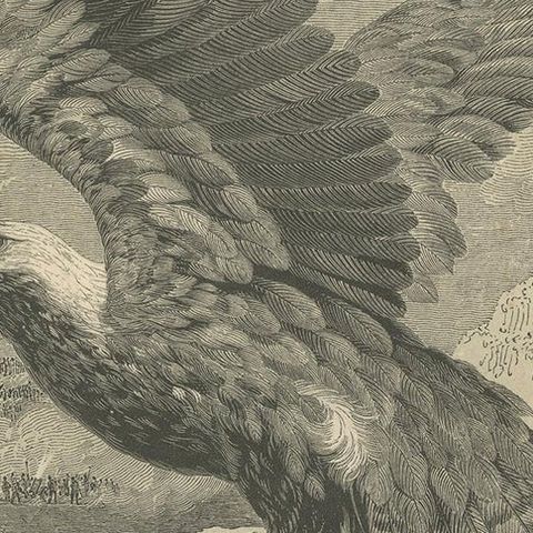 Antique Bird Print of the Eastern Imperial Eagle '1853', close-up 2