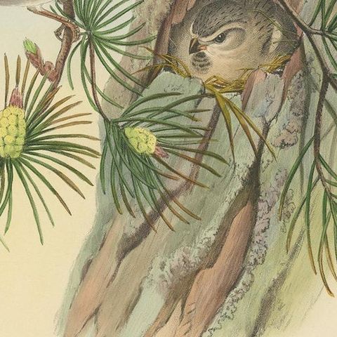 Antique Bird Print of the Saxaul Sparrow by Gould, circa 1850, close-up 2