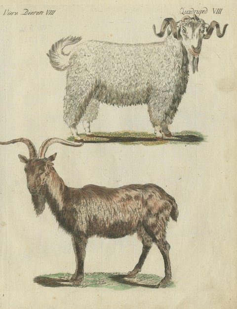 Hand Colored Antique Print of a Goat and Angora Goat, view 3
