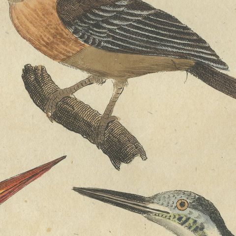 Four Kingfishers on Branches, Antique Bertuch Print, Vienna, circa 1818, close-up 1