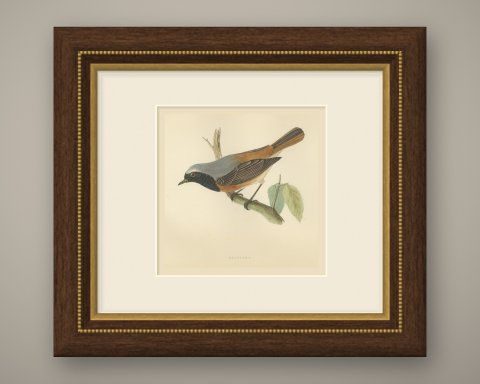 Redstart Leaning from a Leafy Twig, Hand Colored Bird Print, Morris, 1896, shown framed
