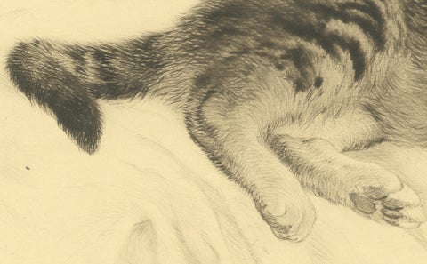 Antique Cat Etching by Kurt Meyer-Eberhardt, Estate Edition, Posthumous 1977, close-up 4