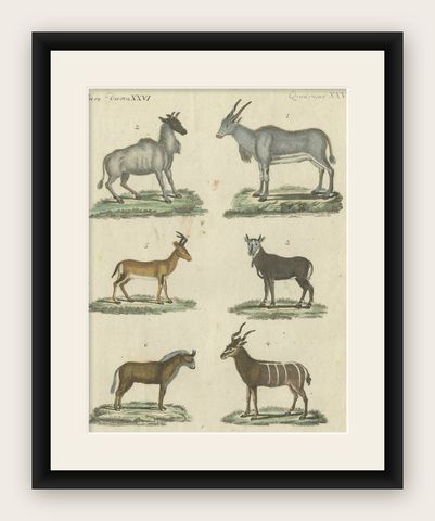 Antique Animal Prints in Old Hand Coloring, Published in 1800, shown framed