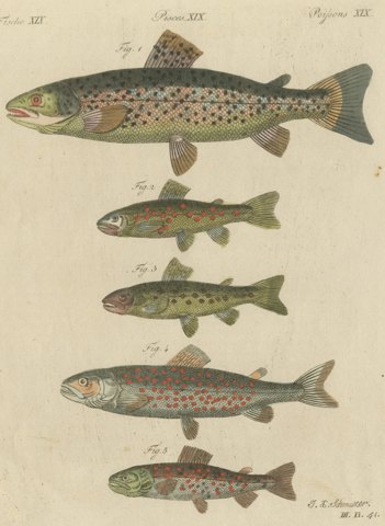 Five Trout with Salmon Trout and Alpine Char, Antique Bertuch Print, circa 1805