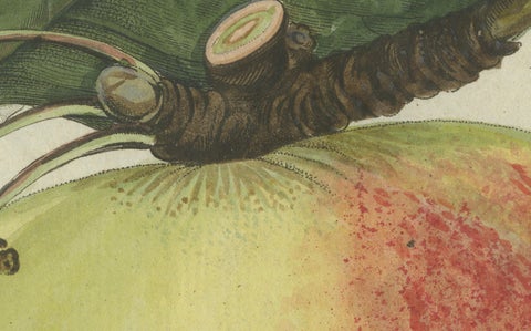 Botanical Study of an Apple and Blossoms: Hand-Colored 19th-Century Engraving, close-up 1