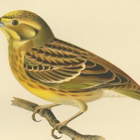 Antique Bird Print of the Yellowhammer by Von Wright, 1927, close-up 2