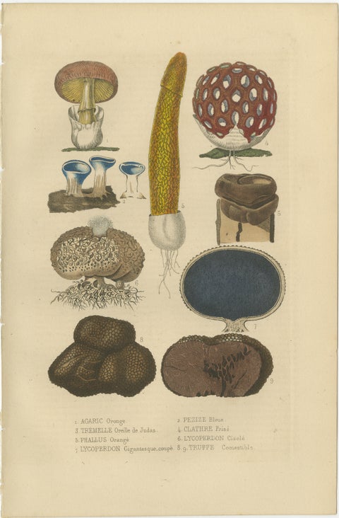 Illustrated Fungi from 'Dictionnaire Classique des Sciences Naturelles, 1845, view 2