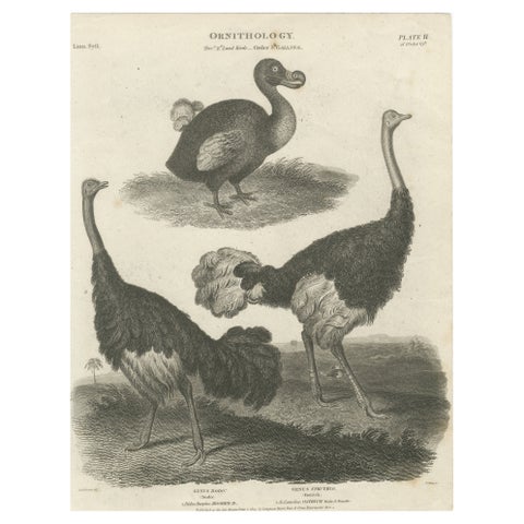 Rare Copperplate Engraving of the Extinct Dodo and an Ostrich, 1805, view 2