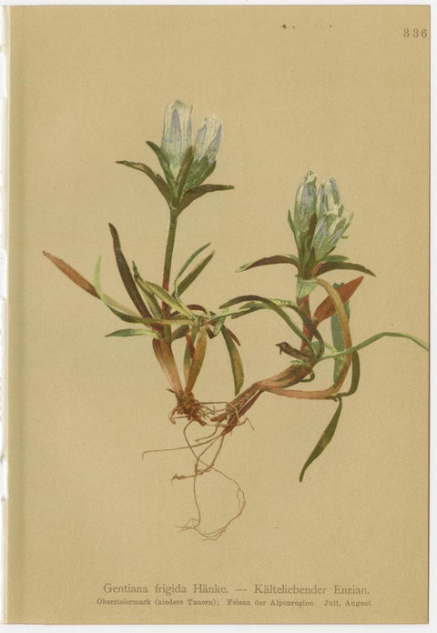 Alpine Gentiana Botanical Wall Collection, Set of 10, Antique Chromolithos, 1897, view 10
