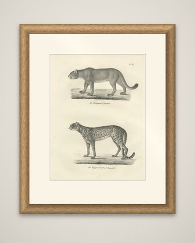 19th-Century Lithograph of the Puma and Cheetah in Graceful Stances, shown framed