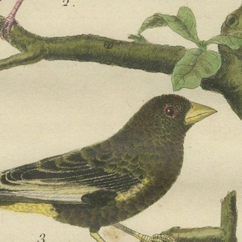 Exotic Birds of the World: A 1765-1780 Study by Martinet and Buffon, close-up 6