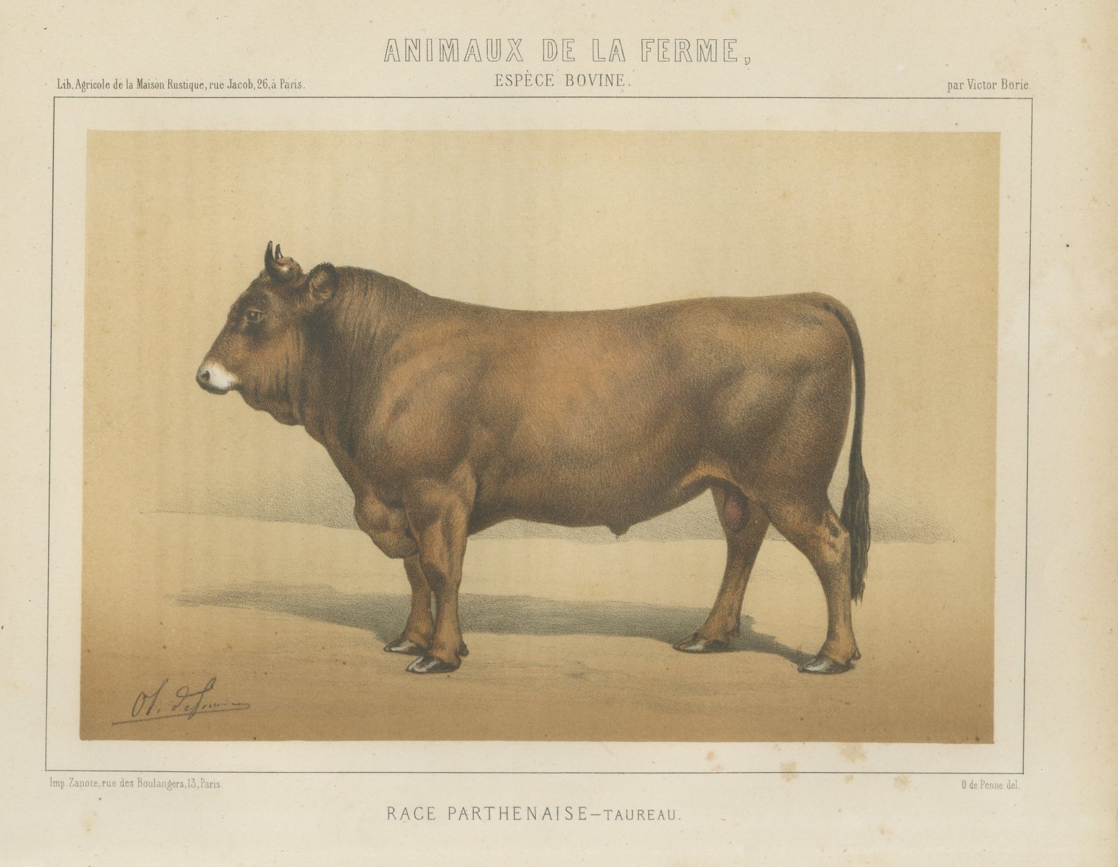 Parthenais Bull, French Cattle Breed, Antique Chromolithograph by Borie, 1863