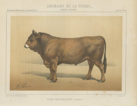 Parthenais Bull, French Cattle Breed, Antique Chromolithograph by Borie, 1863