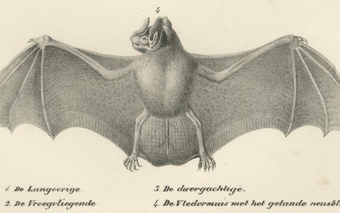 Anatomical Studies of Bats from 'The Mammals' Natural History Lithographs, 1836, close-up 1