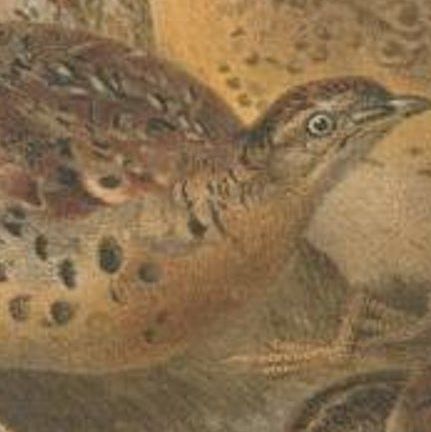 Antique Bird Print of the Burmo-Malayan Button Quail by Hume & Marshall, 1879, close-up 2