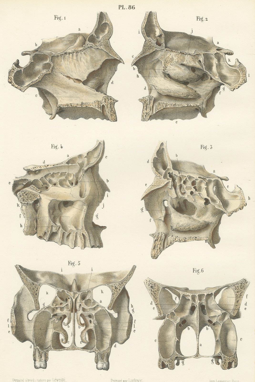 The Bony Nasal Cavity, Antique Hirschfeld Anatomy Print, 1866