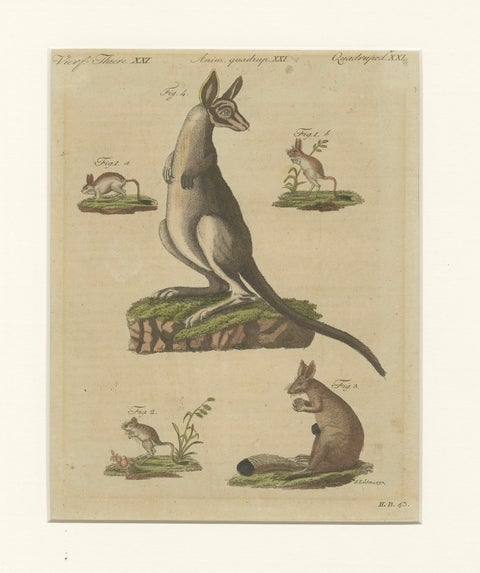 Antique Kangaroo, Wallaby & Hopping Mammals Engraving, Bertuch, c. 1795, close-up 1