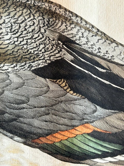 Northern Pintail Drake - Antique Bird Engraving by Nozeman and Sepp, 1789, view 5