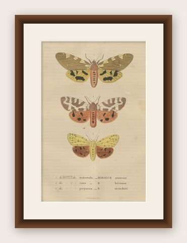 Handcolored Variations of Moths: A Study in Lepidoptera Elegance, 1845, shown framed