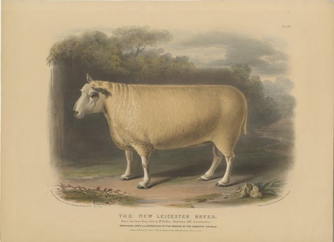 Old Lithograph of a Ram of the New Leicester Breed - 1841, view 2