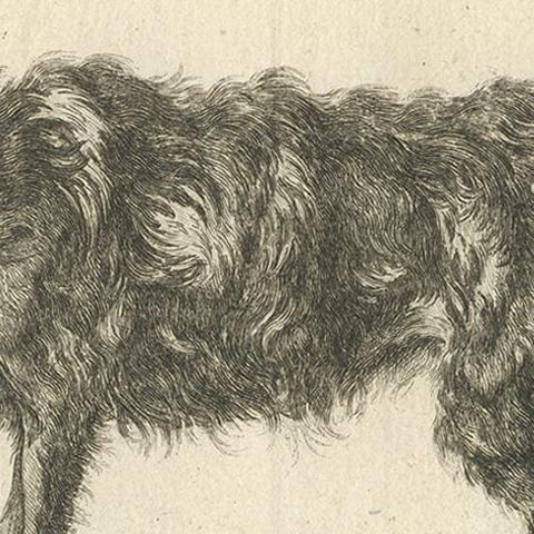 Antique Print of a Sheepdog by Fessard, 1819, close-up 2