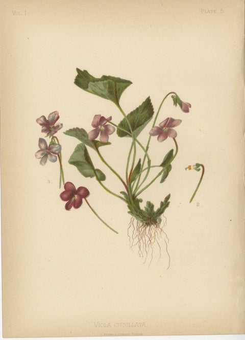 Native US Flora - Six Original Botanical Chromolithograps, 1879, view 6