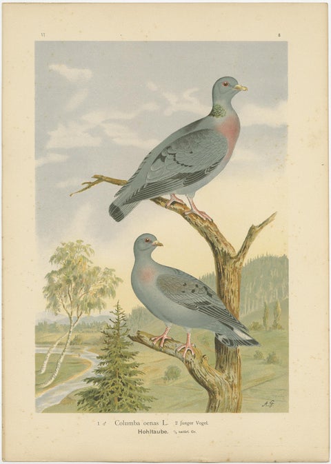 Antique Bird Print of the Stock Dove by Naumann, circa 1895, view 4