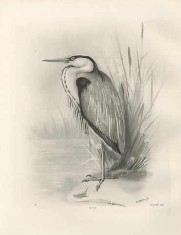 Gray Heron Standing by Reeds, Plate CL after Lilian Medland, c. 1909
