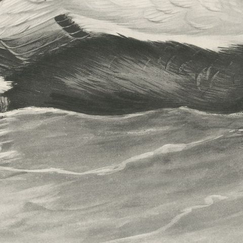 Eider, Antique Bird Print after Lilian Medland, circa 1909, close-up 3