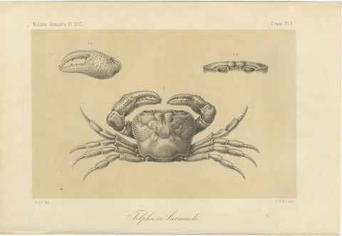 Antique Scientific Print of Lacraud’s Freshwater Crab, Sumatra, 1887, view 2