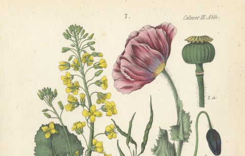 1854 Hand-Colored Botanical Lithograph of Rapeseed and Poppy, close-up 3