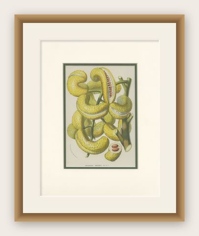 Antique Botany Print of the Decaisnea by Van Houtte 'c.1845', shown framed