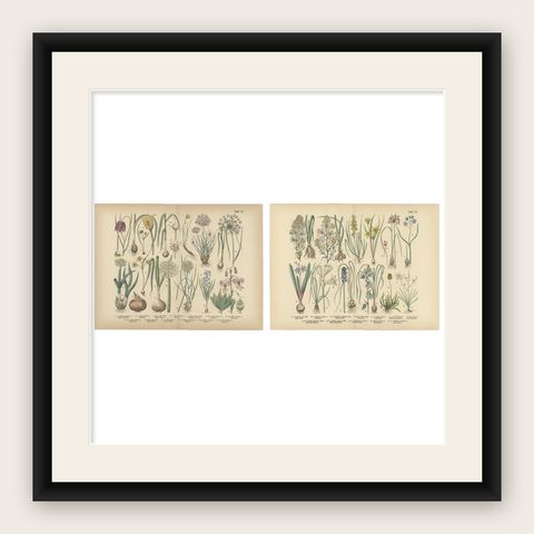 Antique German Botanical Atlas Plates, Tafel 15–16, Bulb Flowers, 1885, shown framed
