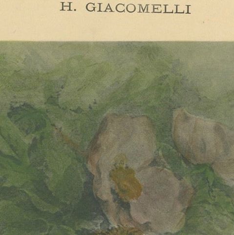 Nestled Sparrows in a Broken Flower Pot - Rare Giacomelli Ornithological Print, close-up 5
