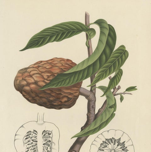 Annona Reticulata, Custard Apple Botanical Lithograph c.1864, view 3