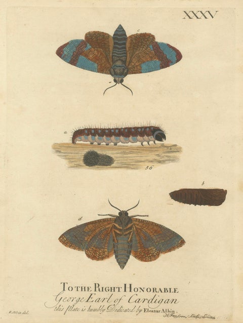 Moth Metamorphosis Dedicated to Earl of Cardigan, 1724, close-up 1