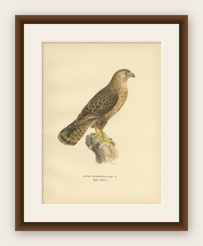 Antique Bird Print of a Female Buzzard by Von Wright, '1929', shown framed
