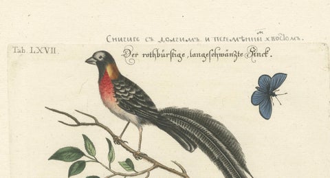 The Long-tailed African Finch and Blue Butterfly Original Old Handcoloring, 1749, close-up 3