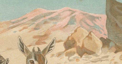 Dorcas Gazelle, Antique Desert Antelope Chromolithograph, 1894, view 7