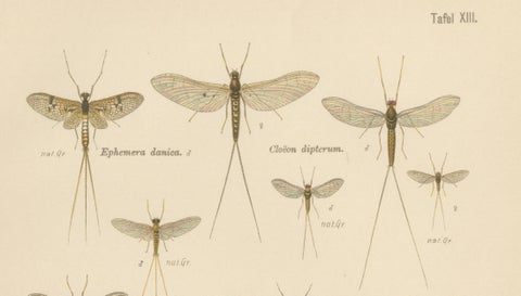 Set of Two Entomological Lithographs from Die Geradflügler, Germany, 1908, close-up 1