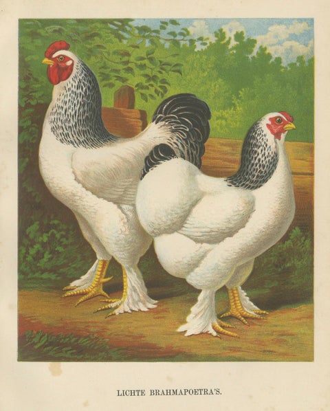 The Regal Light Brahma - A Rare 19th Century Poultry Lithograph, 1888, close-up 5