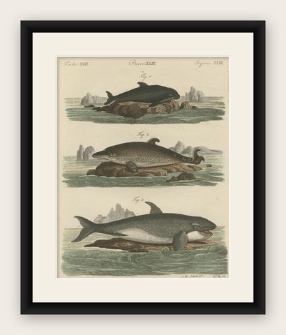 Hand Colored Engraving of a Harbour Porpoise and Other Marine Life, shown framed