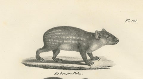 Antique Porcupine, Agouti & Tapir Lithographs, Brodtmann after Schinz c.1830, close-up 4