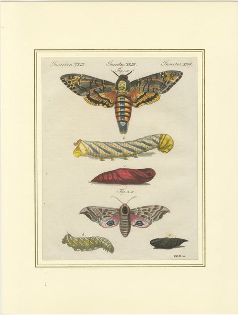 Pair of Antique Hawk Moth Life Cycle Engravings, Bertuch, c.1800, view 2